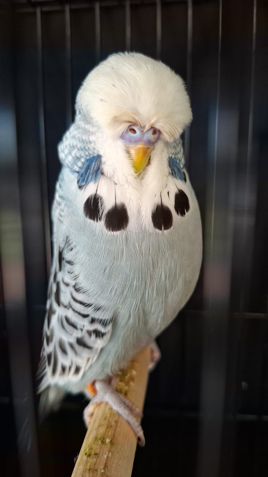 Gerhard van Niekerk CC Best Opaline Blue Series on Show