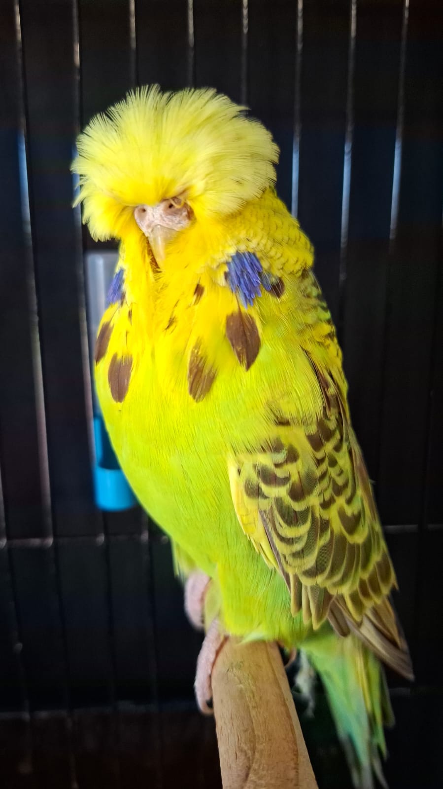 Anna Olivier CC Best Opaline Cinnamon Green on Show