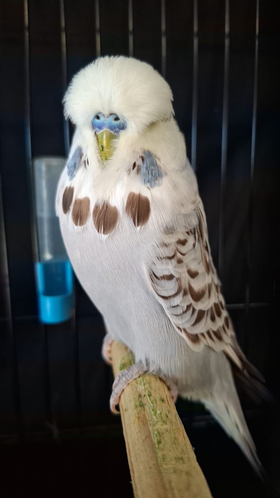 The Visser Aviary CC Best Opaline Cinnamon Blue on Show