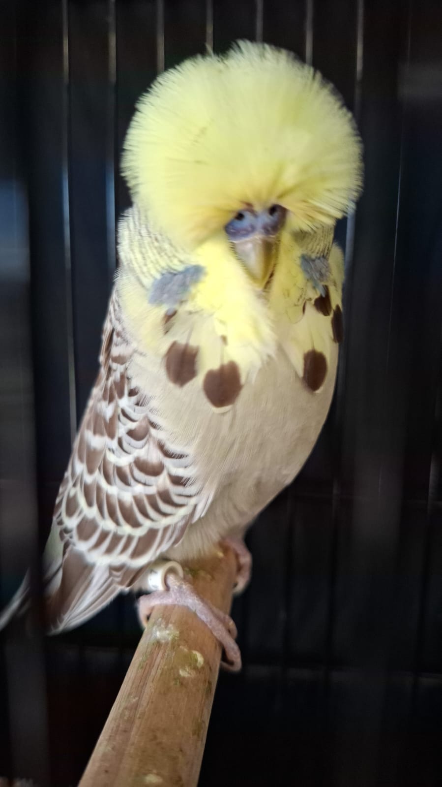 Johan Oosthuizen CC Best Yellowface on Show