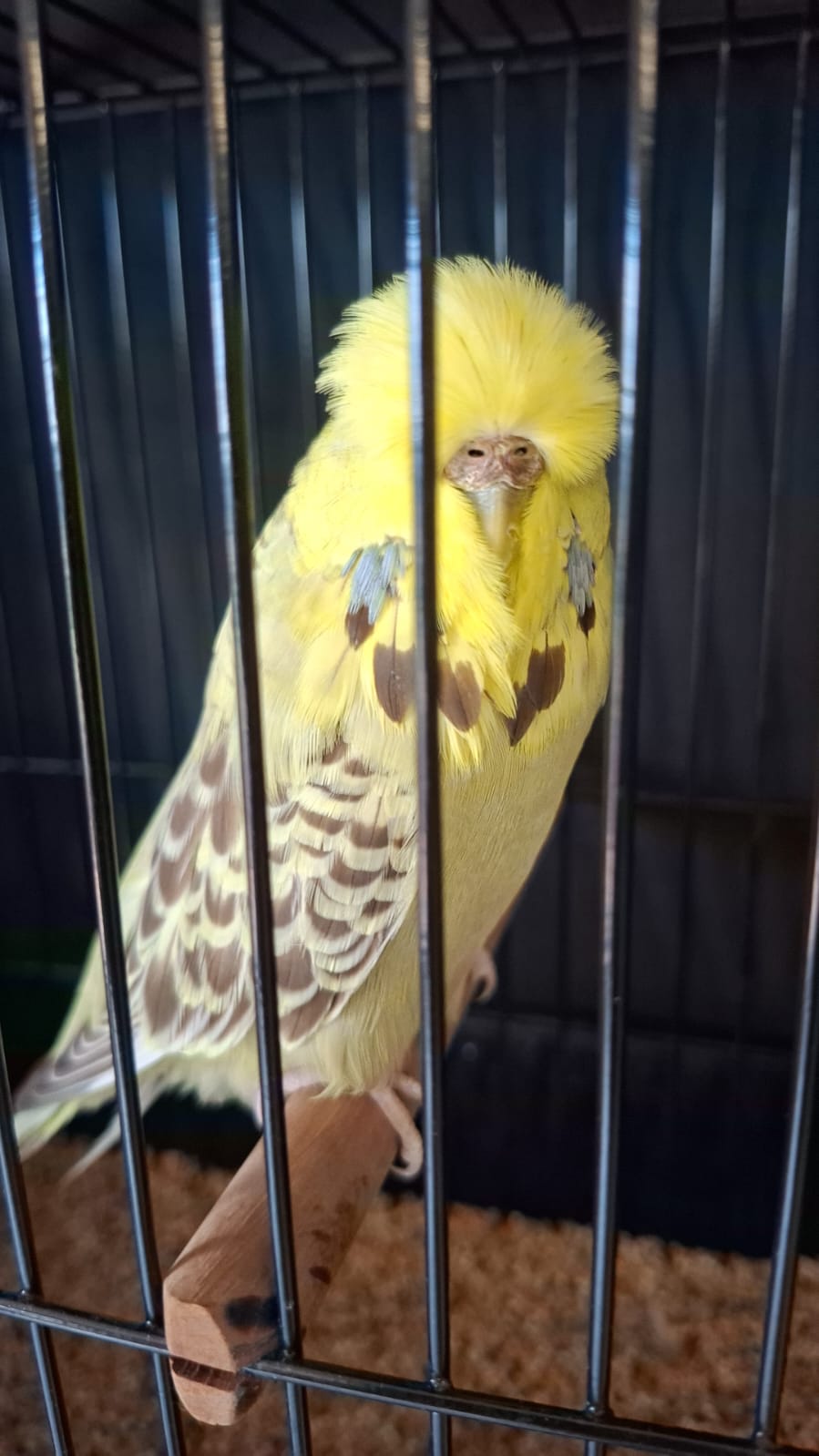 Deon Davie CC Best Golden Face on Show