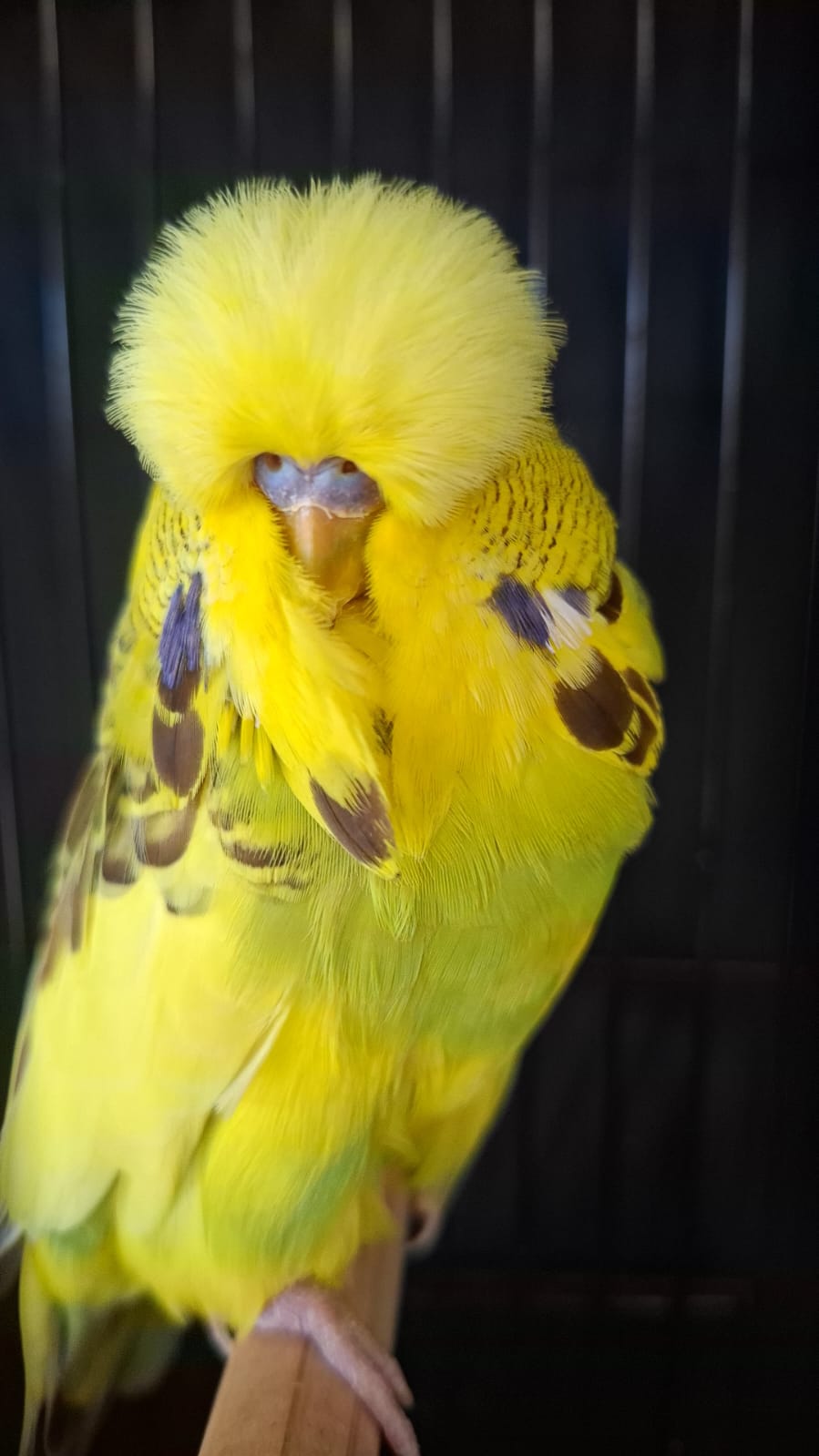 Deon Davie CC Best Dominant Pied on Show