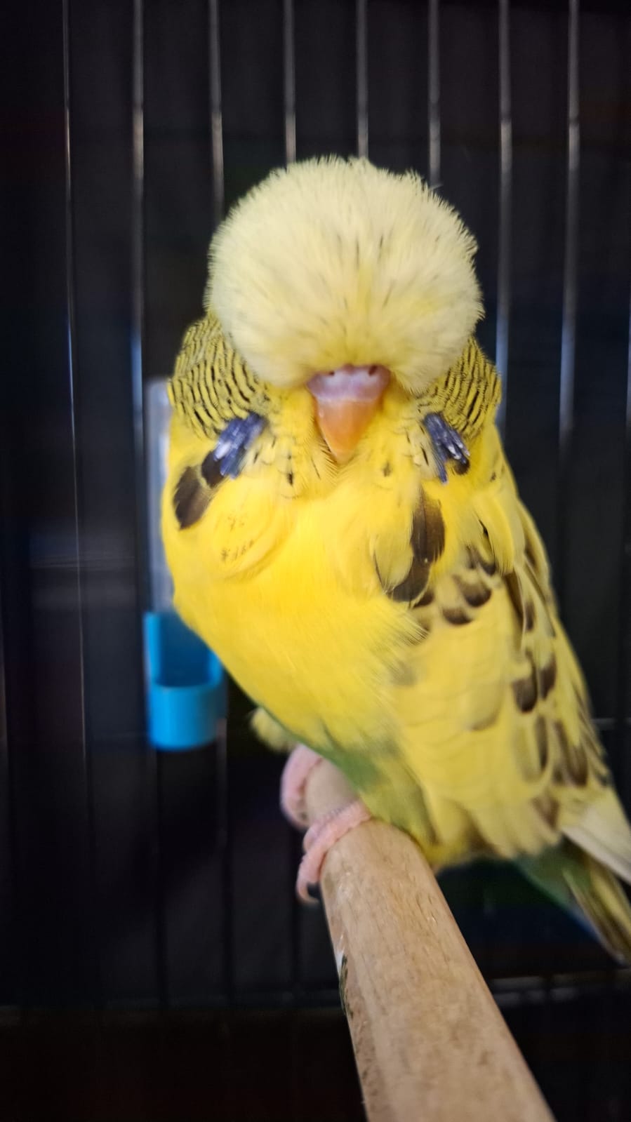 The Visser Aviary CC Best Recessive Pied on Show