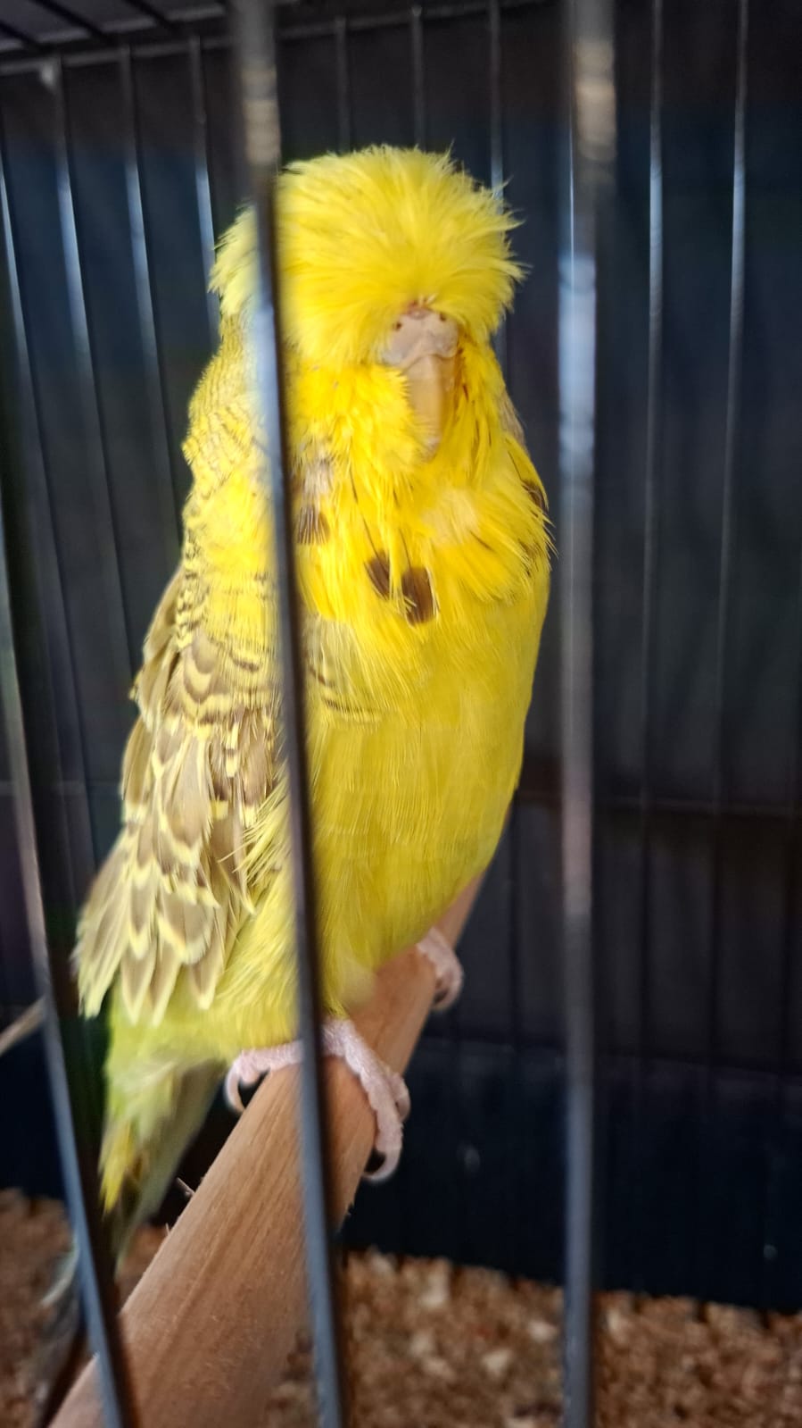 Janro van Niekerk CC Best Easley Clearbody on Show