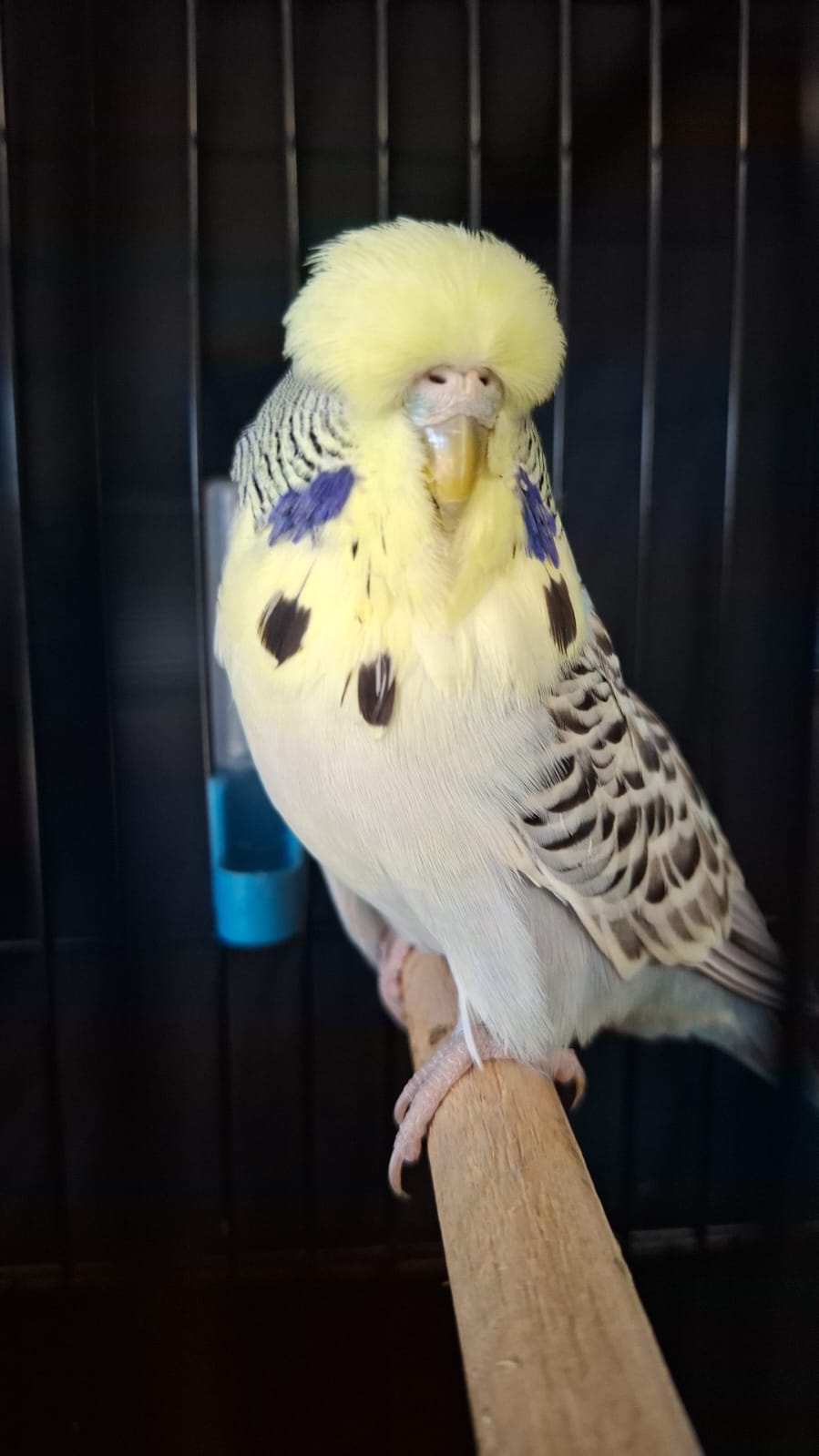 The Visser Aviary CC Best Texas Clearbody on Show