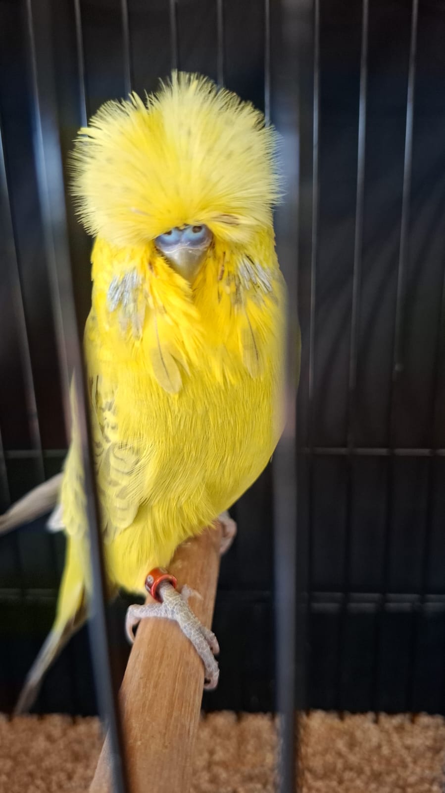 Albert Olivier CC Best Yellow & White Suffused on Show