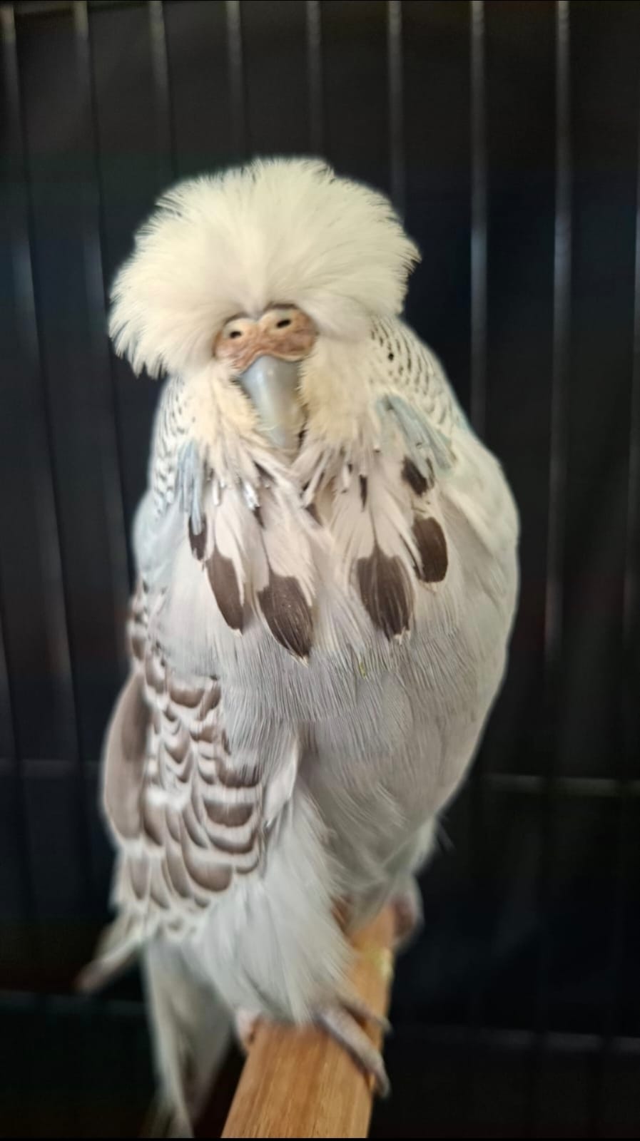 Deon Davie CC Best Greywing on Show