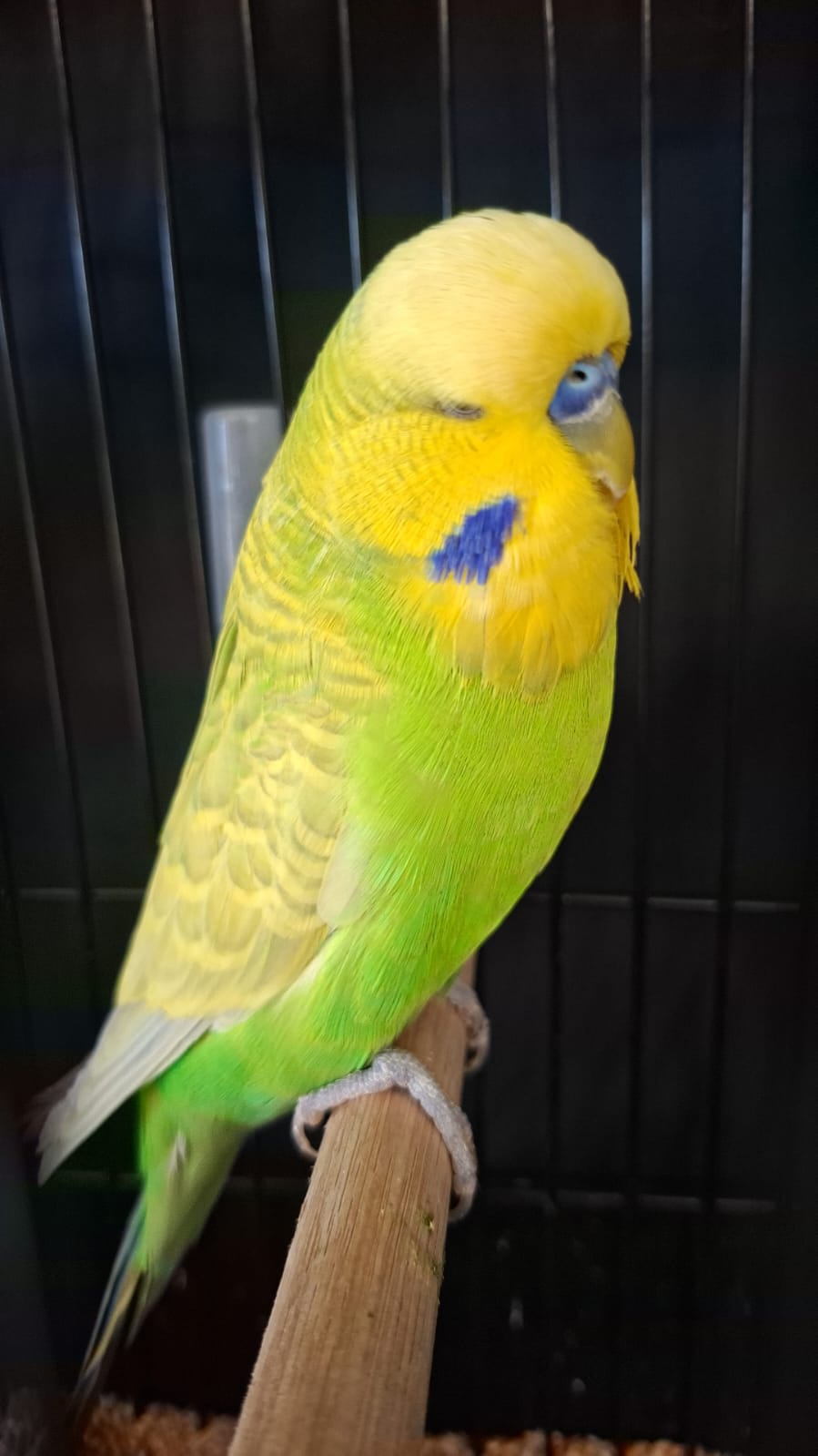 Deon Davie CC Best Clearwing on Show