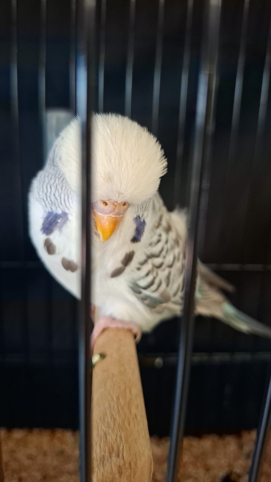 Deon Davie CC Best Fallow on Show