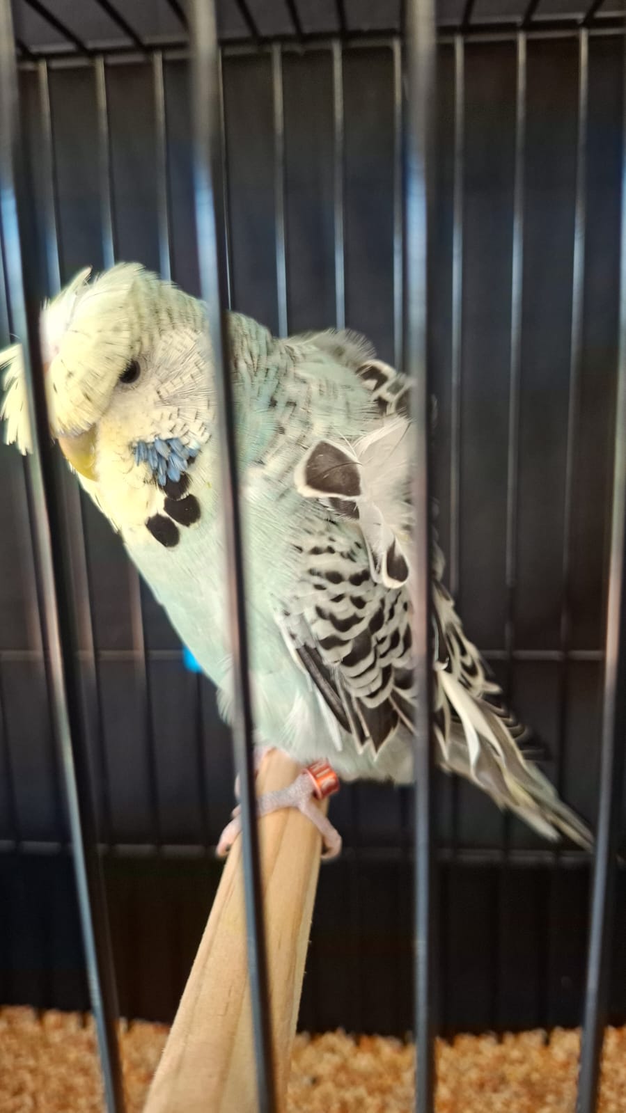 Frikson Stoet CC Best Any Other Colour or Variety on Show