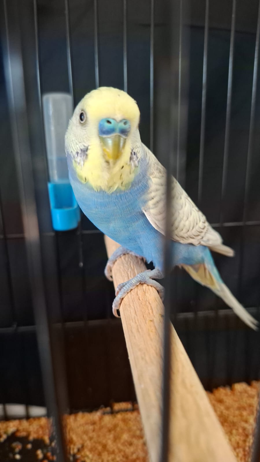 Tolla Samie Best Budgerigar of Colour on Show